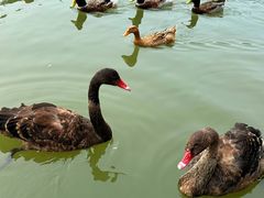 -玄武湖景区-情侣园游乐场