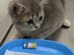 -汪喵宠物医院·骨科心脏影像·犬猫急重症ICU诊疗中心(成华分院)