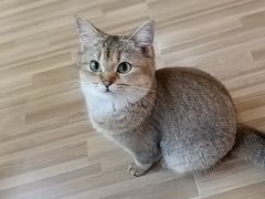 -喵小馆·猫咖狗咖猪咖·饮品店