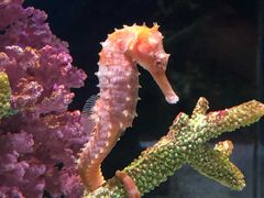 -暹罗海洋世界