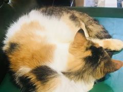 -猫色咖啡·猫咖