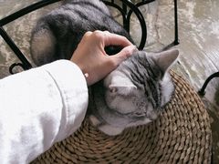 -猫猫幼稚园·撸猫·桌游·电玩