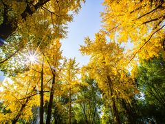 -重庆市江北嘴中央商务区中央公园