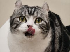 -团子家猫咪猫咖馆·柯基·柯尔鸭
