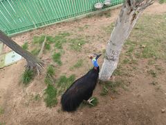 -西霞口神雕山野生动物世界