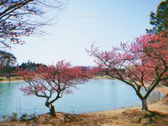 -东方绿舟景区