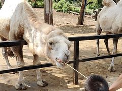-贵州森林野生动物园