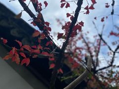 -秋霞圃