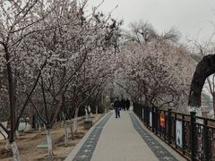 -桃花堤公园