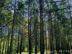 -北极村旅游风景区