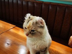 -猫小院猫主题餐厅(三里屯店)