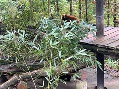 -都江堰中华大熊猫苑