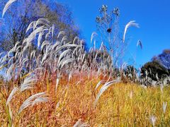 -野鸭湖国家湿地公园
