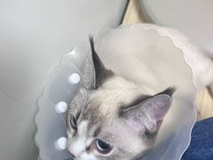 -达爱动物医院·犬猫分区·CT·复杂眼科(远洋山水分院)