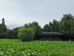 -桂湖森林公园