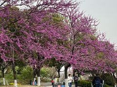 -羊山湖公园