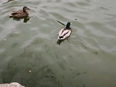 -团结湖公园