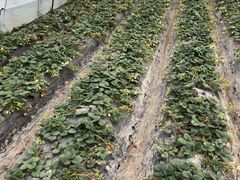 -喜杨洋草莓采摘园