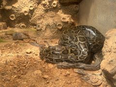 -泉州海丝野生动物世界