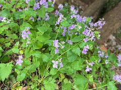 -宝岩生态观光园