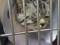 -中农国际动物医院24小时·猫科·骨科·急重症中心
