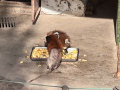-青藏高原野生动物园