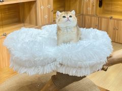 -猫十亿·布偶金渐层·曼基康矮脚猫舍(青年路店)
