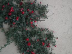 -特克斯八卦城