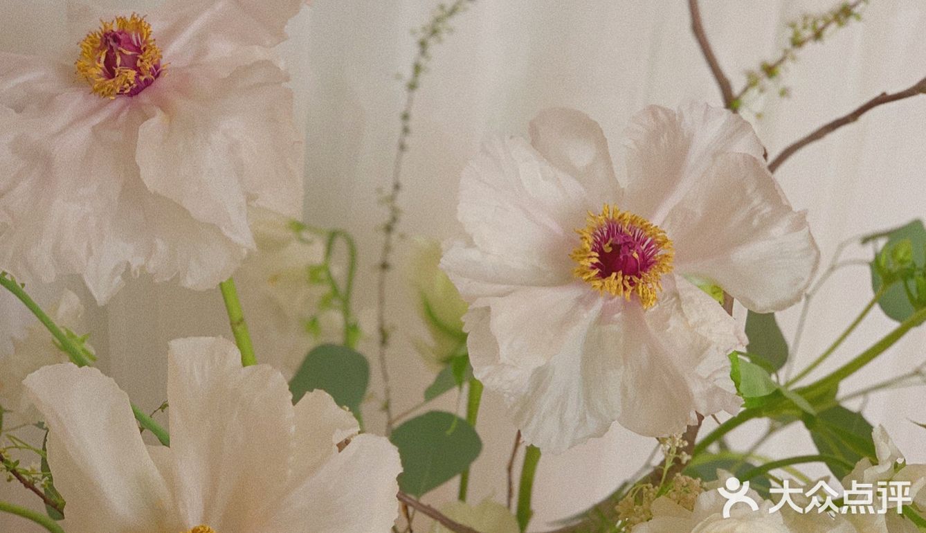 单瓣牡丹开花啦～
