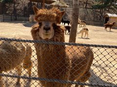 -大连森林动物园