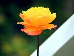 -昆山城市生态森林公园