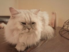 -猫友咖啡店(玉林西路店)