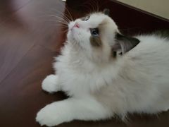 -猫十亿·布偶金渐层·曼基康矮脚猫舍(青年路店)