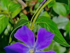 -上海鲜花港