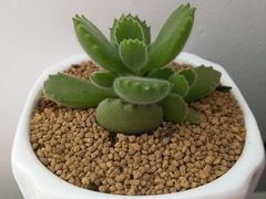 -南汇花鸟市场(上海浦东新花卉店)