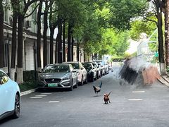 -J Create城市露营咖啡·简餐·宠物(上海动物园店)