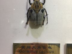 -上海昆虫博物馆