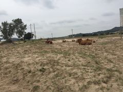 -乌兰布统草原