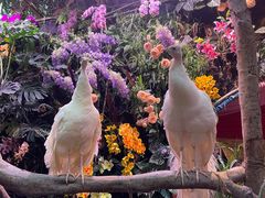 -正佳雨林生态植物园