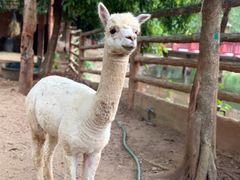 -清迈夜间动物园