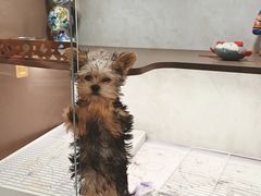 -翊宠yipet猫狗购宠庄园犬舍•猫舍