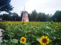 -顺峰山公园