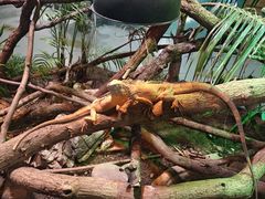 -上海大自然野生昆虫馆(东方明珠·爬宠昆虫探索中心)