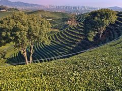 -龙坞茶村