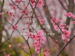 -花开海上生态园