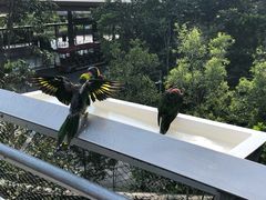 -新加坡飞禽公园