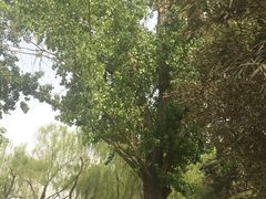 -紫竹院公园冰场