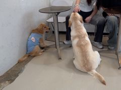 -共舞时光猫咖·狗咖(新街口店)