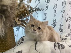 -爱洗澡的猫(望京店)