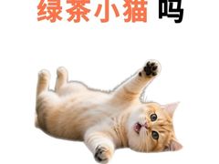 -pd派德宠物中心医院24H急重症·眼科中心·血液透析中心(嵩山北路店)